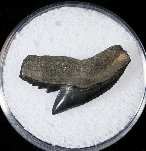 Fossil Tiger Shark Tooth - South Carolina #17311